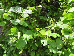 Vitis amurensis