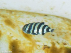 Naucrates ductor