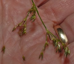 Juncus pelocarpus