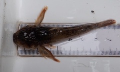 Cottus perifretum