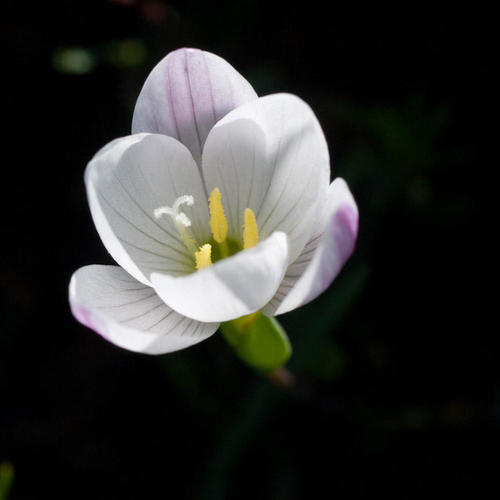 Geissorhiza setacea
