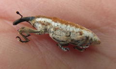 Gasteroclisus
