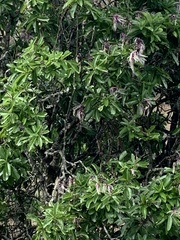 Capparidastrum petiolare
