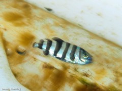 Naucrates ductor