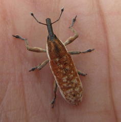 Gasteroclisus