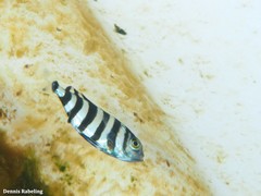 Naucrates ductor