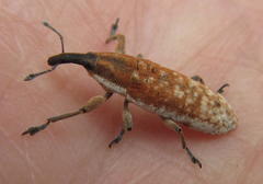 Gasteroclisus