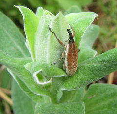 Gasteroclisus
