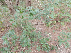 Quercus sinuata breviloba