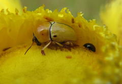 Cryptocephalus decemnotatus