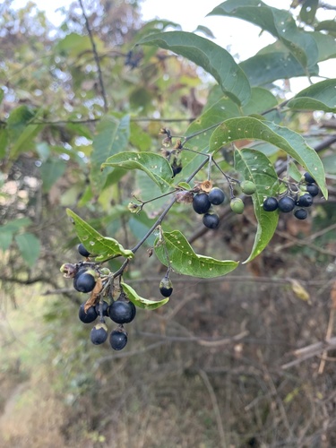 undulate cestrum (Cestrum undulatum)