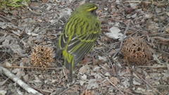 Crithagra scotops umbrosa