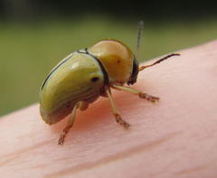 Cryptocephalus decemnotatus