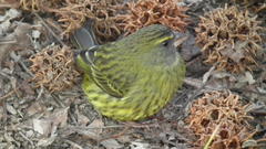 Crithagra scotops umbrosa