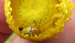 Cryptocephalus decemnotatus