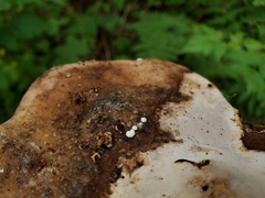 Trichoderma pulvinatum