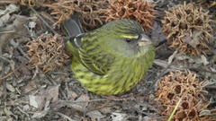 Crithagra scotops umbrosa