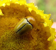 Cryptocephalus decemnotatus