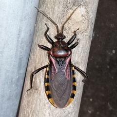Brontostoma colossus