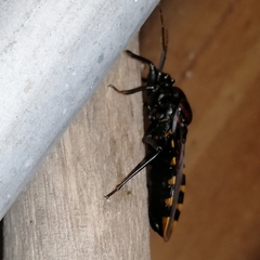 Brontostoma colossus