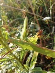 Phaneroptera falcata