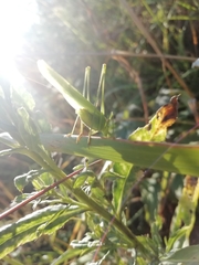 Phaneroptera falcata