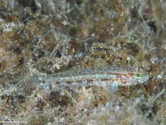 Gobius gasteveni