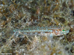 Gobius gasteveni