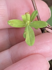 Hypericum sphaerocarpum