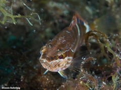 Serranus papilionaceus