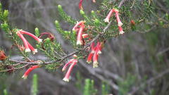 Erica versicolor