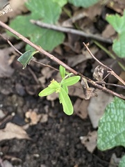 Hypericum sphaerocarpum