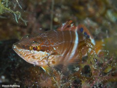 Serranus papilionaceus