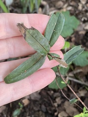 Hypericum sphaerocarpum