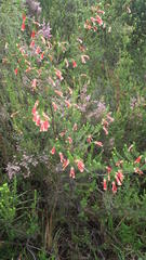 Erica versicolor