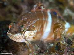 Serranus papilionaceus