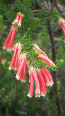 Erica versicolor