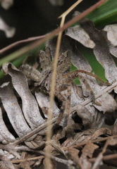 Heteropoda onoi