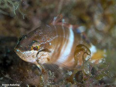 Serranus papilionaceus