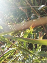 Phaneroptera falcata