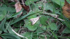 Diasemia monostigma