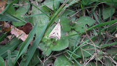 Diasemia monostigma