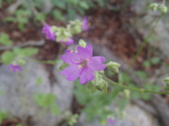 Mirabilis comata