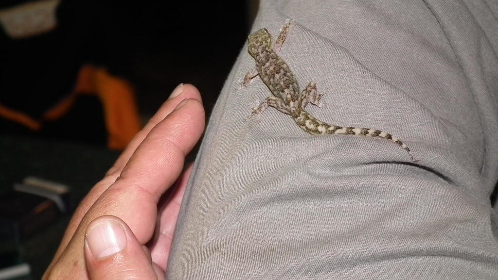 Amatola Flat Gecko