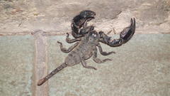 Opisthacanthus validus