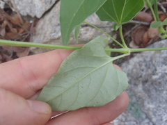 Mirabilis comata