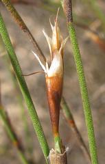 Restio longiaristatus