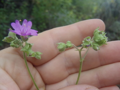 Mirabilis comata
