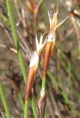 Restio longiaristatus