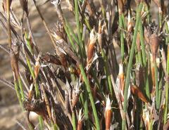 Restio longiaristatus